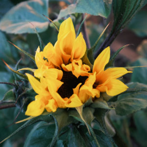 Blomster
